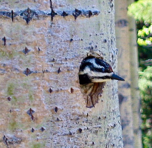 Yellow-bellied Sapsucker in nest hole by Gerry is licensed under CC BY-SA 2.0.